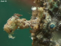 Randall's frogfish - Antennarius randali - Randall Anglerfisch