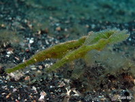 Filamented (roughsnout) Ghostpipefish - <em>Solenostomus paegnius</em> - Rauhschnauzen Geisterpfeifenfisch 