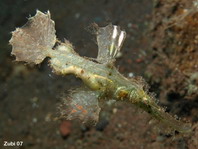 Filamented (roughsnout) Ghostpipefish - <em>Solenostomus paegnius</em> - Rauhschnauzen Geisterpfeifenfisch 