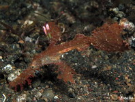 Delicate ghostpipefish - <em>Solenostomus leptosoma </em>(leptosomus) - Zarter Geisterpfeifenfisch
