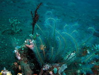 Harlequin (Ornate) Ghostpipefish - <em>Solenostomus paradoxus</em> - Harlekin Geisterpfeifenfisch (Geisterfetzenfisch)