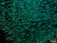 Largespined Glassfish (Estuarine Glass Perchlet) - Ambassis macracanthus - Glasfisch