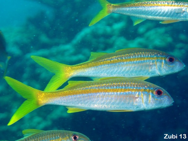 Yellowfin Goatfish - Mulloidichthys vanicolensis - Gelbflossen-Barbe