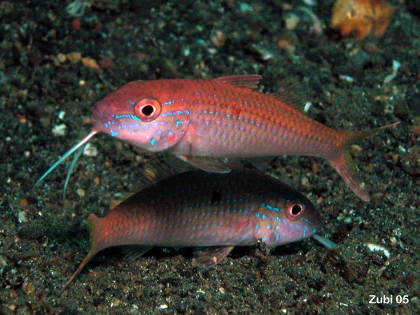 Redspot Goatfish - Parupeneus heptacanthus - Rottupfen Meerbarbe