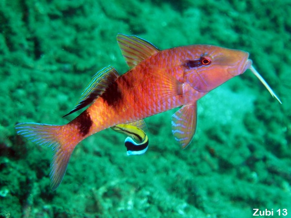 Multibarred Goatfish - Parupeneus multifasciatus - Vielstreifen-Meerbarbe