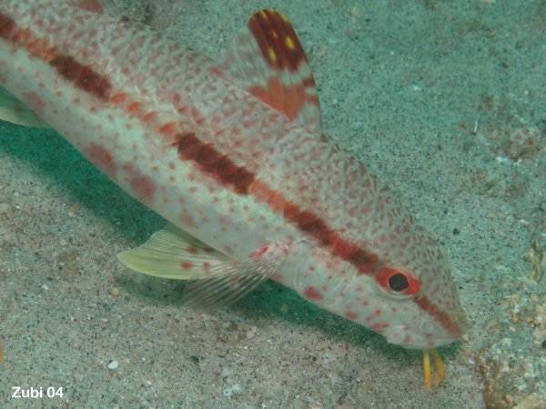 Freckled Goatfish - Upeneus tragula - Sommensprossen-Meerbarbe
