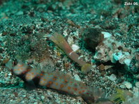 Spotted Shrimpgoby and Snapping Shrimp - Amblyeleotris guttata and Alpheus ochrostriatus - Russbauch-Wächtergrundel und gut sichtbarer Pistolenkrebs 