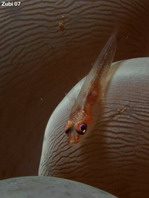 Translucent Coral Goby - <em>Bryaninops erythrops</em> - Durchsichtige Korallen-Zwerggrundel 