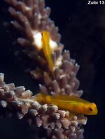 Yellow Coralgoby (dark variation) - Gobiodon okinawae - Gelbe Korallengrundel