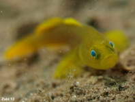 Yellow Pygmy-goby - Lubricogobius exiguus - Gelbe Zwerggrundel