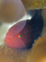 Redhead goby - Paragobiodon echinocephalus - Rotkopf Grundel