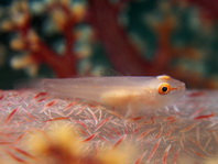Soft-coral Ghostgoby - <em>Pleurosicya boldinghi</em> - Weichkorallen-Zwerggrundel