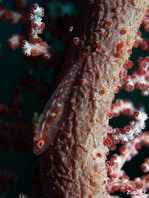 Common Ghostgoby - Pleurosicya mossambica - Gewöhnliche Zwerggrundel