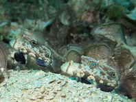 Crab-eye Goby (Signal Goby) - <em>Signigobius biocellatu</em>s - Krabbenaugen Grundel