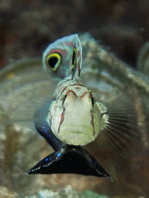 Crab-eye Goby (Signal Goby) - <em>Signigobius biocellatu</em>s - Krabbenaugen Grundel