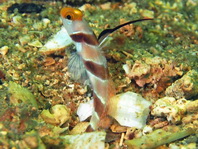 Black Rayed Shrimpgoby (Filament-finned Prawngoby) - Stonogobiops nemotodes - Ringel-Fadengrundel (Lanzen Symbiosegrundel)
