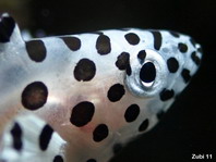 Juvenile Barramundi cod (Pantherfish) - <em>Cromileptes altivelis</em> - Jungtier Paddelbarsch