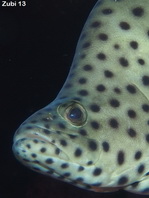 Barramundi cod (Pantherfish or Humpback Grouper or Polkadot Grouper) - <em>Cromileptes altivelis</em> - Paddelbarsch