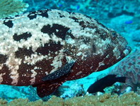 Brown-Marbled Grouper - Epinephelus fuscoguttatus - Stierkopf-Zackenbarsch