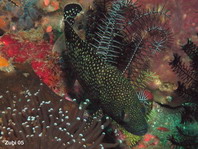 Specklefin Grouper - Epinephelus ongus - Perlenketten-Zackenbarsch