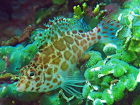 Coral hawkfish (Pixy hawkfish) - Cirrhitichthys oxycephalus - Gefleckter Korallenwächter