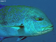 Bluefin Trevally - <em>Caranx melampygus</em> - Blauflossen-Makrele