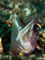 Goldspecs (Yellowbarred) Jawfish - Opistognathus randalli - Goldstaub- Kieferfisch