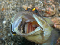Goldspecs (Yellowbarred) Jawfish - Opistognathus randalli - Goldstaub- Kieferfisch