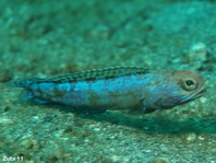 Jawfish - Opistognathus sp2 - Kieferfisch