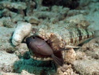 Slender Lizardfish - Saurida gracilis - Marmorierter Eidechsenfisch
