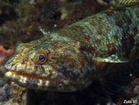 Slender Lizardfish - Saurida gracilis - Marmorierter Eidechsenfisch