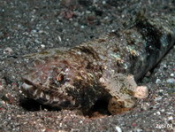 Twospot Lizardfish - Synodus binotatus - Zweifleck Eidechsenfisch