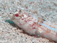 Clearfin Lizardfish - Synodus dermatogenys - Sand-Eidechsenfisch
