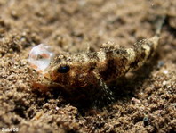 Lizardfish with shrimp in its mouth - Synodus sp - Eidechsenfisch mit Garnele im Maul