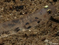 A postlarval Painted Lizardfish - <em>Trachinocephalus myops</em> - Schlangenfisch kurz nach dem Larvenstadium