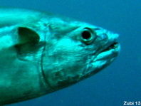 Dogtooth Tuna - <em>Gymnosarda unicolor</em> - Einfarben-Thunfisch
