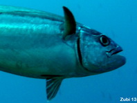 Dogtooth Tuna - <em>Gymnosarda unicolor</em> - Einfarben-Thunfisch