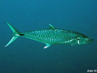 Narrow barred Spanish mackerel - Scomberomorus commerson - Torpedo Makrele