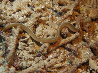 White-Margin Moray Eel - Gymnothorax albimarginatus - Muräne