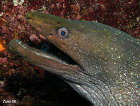 Speckled Moray Eel - Gymnothorax dovii - Getüpfelte Muräne