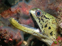 Fimbrated Moray Eel with half of the head bitten off - Gymnothorax fimbriatus - Gelbkopf-Muräne mit dem halben Kopf abgebissen