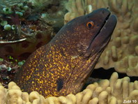 Yellow-Margined Moray Eel- Gymnothorax flavimarginatus - Russkopf-Muräne