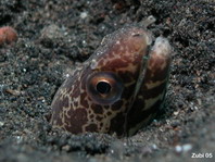 Barred-fin Moray Eel - Gymnothorax zonipectis - Weissfleck-Muräne