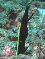 Black Ribbon Eel (juvenile) - <em>Rhinomuraena quaesita</em> - Schwarze Geistermuräne (Jungtier) 