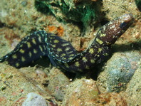 Freckleface reef-eel - Uropterygius xanthopterus - Sommersprossen Muräne