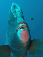 Bumphead parrotfish - <em>Bolbometopon muricatum</em> - Büffelkopf Papageifisch