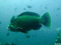 Bumphead Parrotfish - Scarus perrico - Perrico Papageifisch