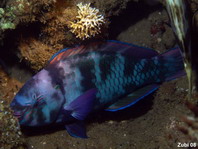 Redlip Parrotfish by night - Scarus rubroviolaceus - Nasenhöcker-Papageifisch Nachtfärbung 