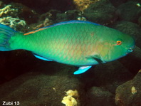 Redlip Parrotfish - Scarus rubroviolaceus - Nasenhöcker-Papageifisch
