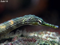 Reeftop Pipefish - Corythoichthys haematopterus - Liegende Seenadel